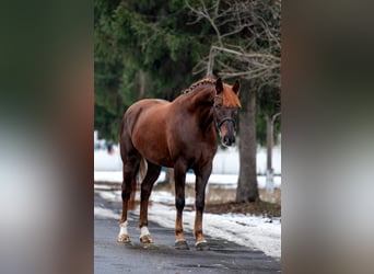Sportivo Ungherese / Sportivo dell'Ungheria, Giumenta, 6 Anni, 168 cm, Sauro scuro