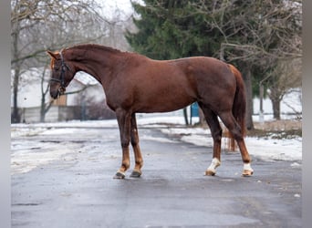Sportivo Ungherese / Sportivo dell'Ungheria, Giumenta, 6 Anni, 168 cm, Sauro scuro