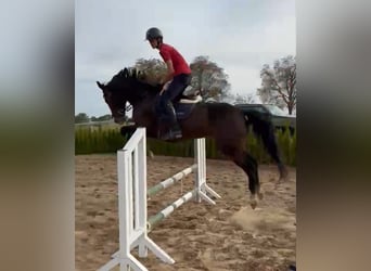 Sportivo Ungherese / Sportivo dell'Ungheria, Giumenta, 8 Anni, 168 cm, Baio