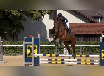 Sportivo Ungherese / Sportivo dell'Ungheria, Giumenta, 8 Anni, 172 cm, Baio