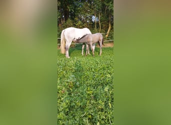 Sportivo Ungherese / Sportivo dell'Ungheria, Giumenta, 8 Anni, 177 cm, Grigio pezzato