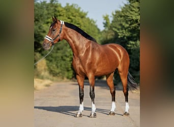 Sportivo Ungherese / Sportivo dell'Ungheria, Giumenta, 9 Anni, 168 cm, Baio