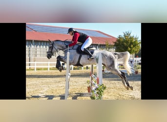 Sportivo Ungherese / Sportivo dell'Ungheria, Giumenta, 9 Anni, 169 cm, Grigio
