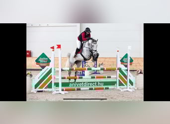 Sportivo Ungherese / Sportivo dell'Ungheria, Giumenta, 9 Anni, 169 cm, Grigio