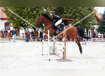 Sportivo Ungherese / Sportivo dell'Ungheria, Giumenta, 9 Anni, 175 cm, Baio