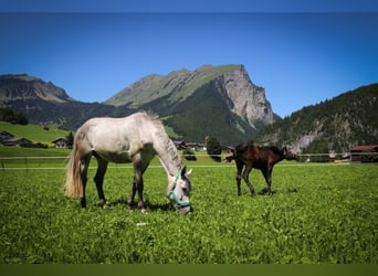 Sportivo Ungherese / Sportivo dell'Ungheria, Giumenta, 9 Anni, 177 cm, Grigio pezzato