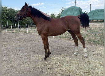 Sportivo Ungherese / Sportivo dell'Ungheria, Stallone, 1 Anno, 140 cm, Baio ciliegia