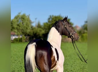 Sportivo Ungherese / Sportivo dell'Ungheria, Stallone, 2 Anni, 158 cm, Pezzato