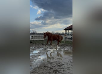 Sportivo Ungherese / Sportivo dell'Ungheria, Stallone, 2 Anni, 158 cm, Sauro scuro