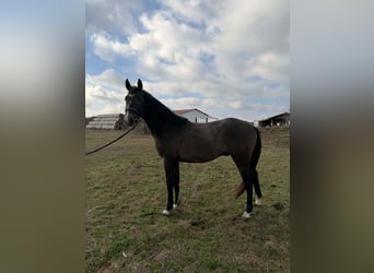 Sportivo Ungherese / Sportivo dell'Ungheria, Stallone, 3 Anni, 156 cm, Grigio