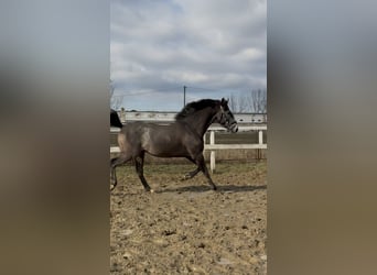 Sportivo Ungherese / Sportivo dell'Ungheria, Stallone, 3 Anni, 156 cm, Grigio