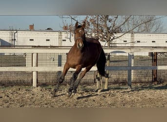 Sportivo Ungherese / Sportivo dell'Ungheria, Stallone, 3 Anni, 172 cm, Baio ciliegia