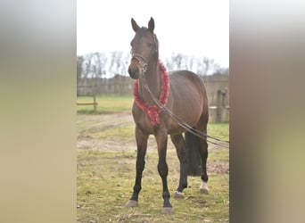 Sportivo Ungherese / Sportivo dell'Ungheria, Stallone, 7 Anni, 180 cm, Baio scuro