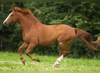 Sportivo Ungherese / Sportivo dell'Ungheria, Stallone, 9 Anni, 172 cm, Sauro scuro