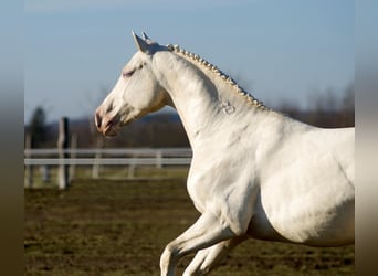Sportivo Ungherese / Sportivo dell'Ungheria, Stallone, 16 Anni, 164 cm, Cremello