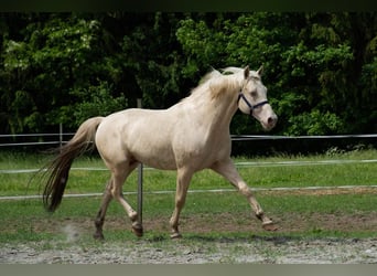 Sportivo Ungherese / Sportivo dell'Ungheria, Stallone, 16 Anni, 164 cm, Cremello
