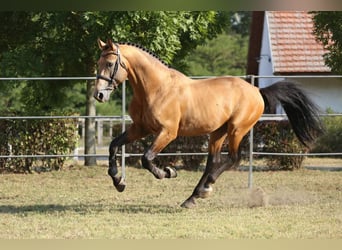 Sportivo Ungherese / Sportivo dell'Ungheria, Stallone, 13 Anni, 174 cm, Pelle di daino