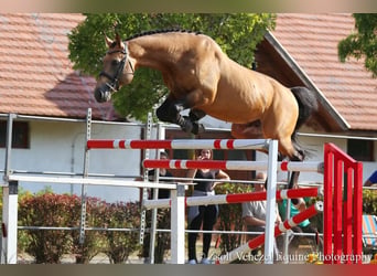 Sportivo Ungherese / Sportivo dell'Ungheria, Stallone, 13 Anni, 174 cm, Pelle di daino