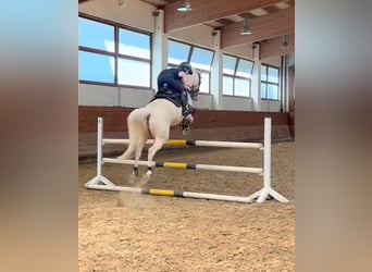 Sportpony gesucht – Springen/Dressur (doppelt veranlagt) 