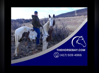 Spotted Saddle-häst, Sto, 10 år, 152 cm, Tobiano-skäck-alla-färger