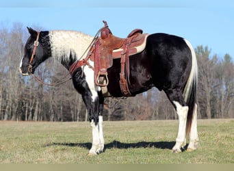 Spotted Saddle-häst, Valack, 10 år, 157 cm