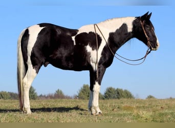 Spotted Saddle-häst, Valack, 11 år, 157 cm