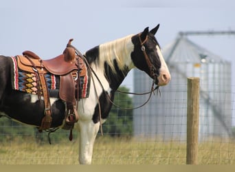 Spotted Saddle-häst, Valack, 11 år