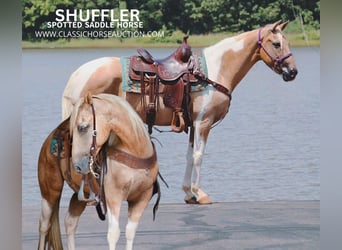 Spotted Saddle-häst, Valack, 12 år, 142 cm, Palomino