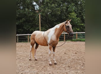 Spotted Saddle-häst, Valack, 12 år, 142 cm, Palomino