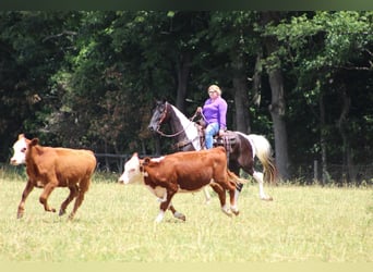 Spotted Saddle-häst, Valack, 12 år, 152 cm