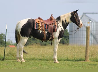 Spotted Saddle-häst, Valack, 12 år