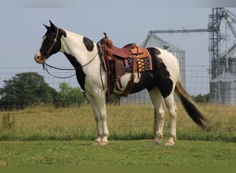 Spotted Saddle-häst, Valack, 12 år