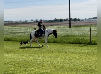 Spotted Saddle-häst, Valack, 13 år, 157 cm, Fux