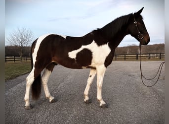 Spotted Saddle-häst Blandning, Valack, 13 år, 165 cm, Pinto