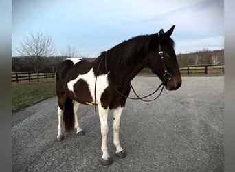 Spotted Saddle-häst Blandning, Valack, 13 år, 165 cm, Pinto