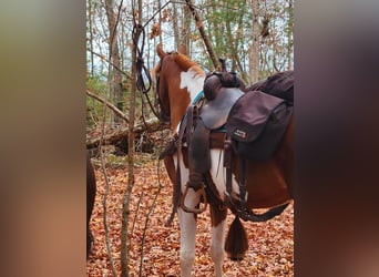 Spotted Saddle-häst, Valack, 4 år, Tobiano-skäck-alla-färger