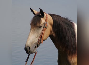 Spotted Saddle-häst, Valack, 5 år, 155 cm, Tobiano-skäck-alla-färger