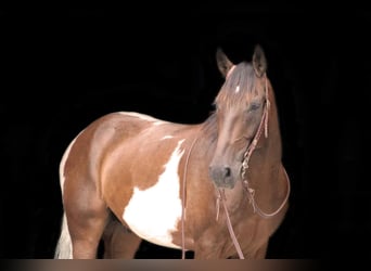 Spotted Saddle-häst, Valack, 7 år