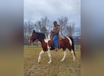 Spotted Saddle-häst, Valack, 8 år, 152 cm, Brun