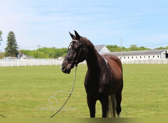 Spotted Saddle-häst, Valack, 8 år, 152 cm, Tobiano-skäck-alla-färger