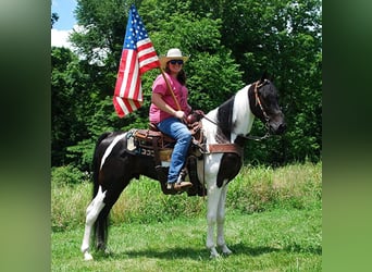 Spotted Saddle Horse, Étalon, 9 Ans, 152 cm, Tobiano-toutes couleurs