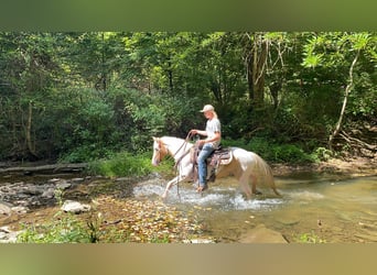 Spotted Saddle Horse, Gelding, 10 years, 14 hh, Tobiano-all-colors