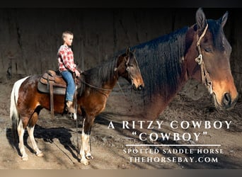 Spotted Saddle Horse, Gelding, 10 years, 15.1 hh, Bay