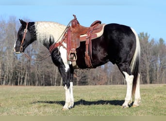 Spotted Saddle Horse, Gelding, 10 years, 15.2 hh