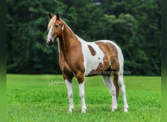 Spotted Saddle Horse, Gelding, 10 years, 15 hh, Sorrel