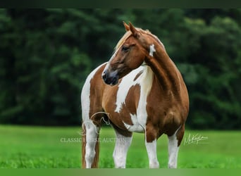 Spotted Saddle Horse, Gelding, 10 years, 15 hh, Sorrel