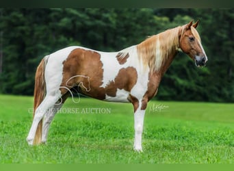 Spotted Saddle Horse, Gelding, 10 years, 15 hh, Sorrel