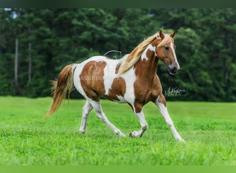 Spotted Saddle Horse, Gelding, 10 years, 15 hh, Sorrel