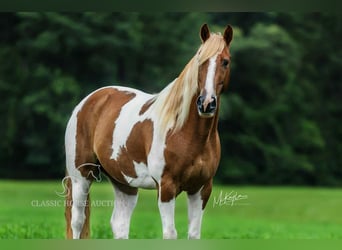 Spotted Saddle Horse, Gelding, 10 years, 15 hh, Sorrel