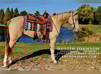 Spotted Saddle Horse, Gelding, 10 years, Champagne